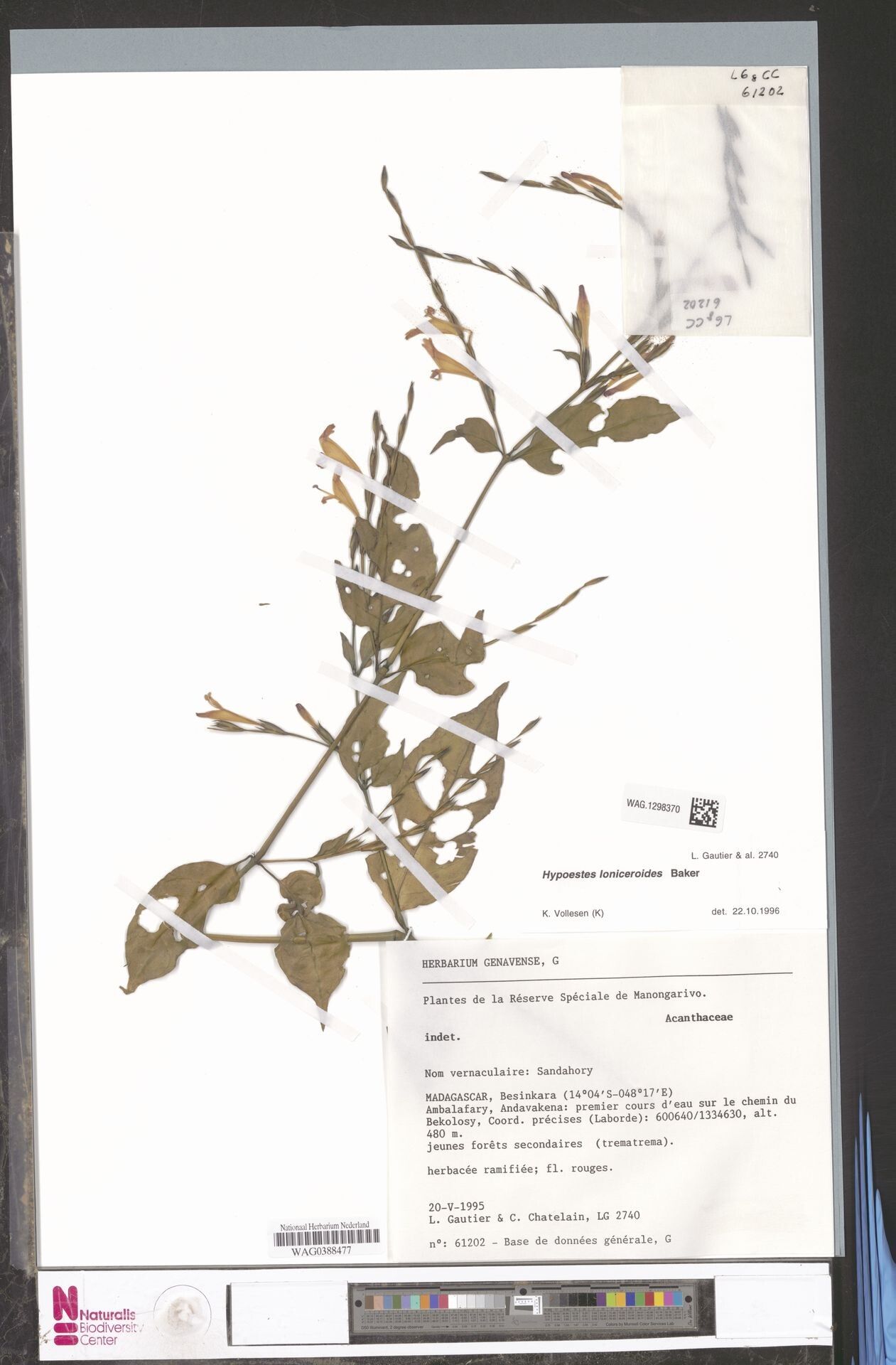 Hypoestes loniceroides — houseplant care guide