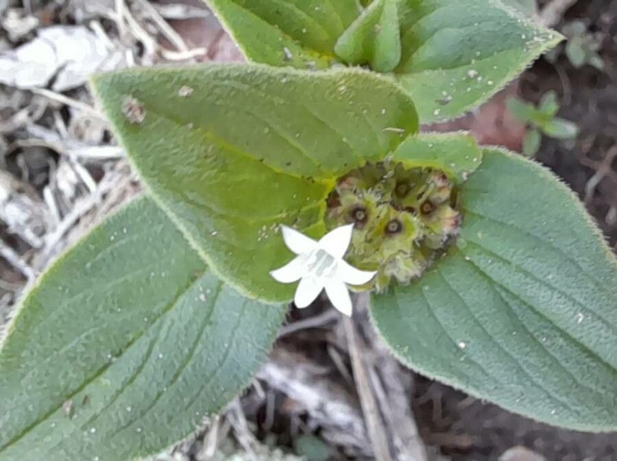 Richardia brasiliensis flower
