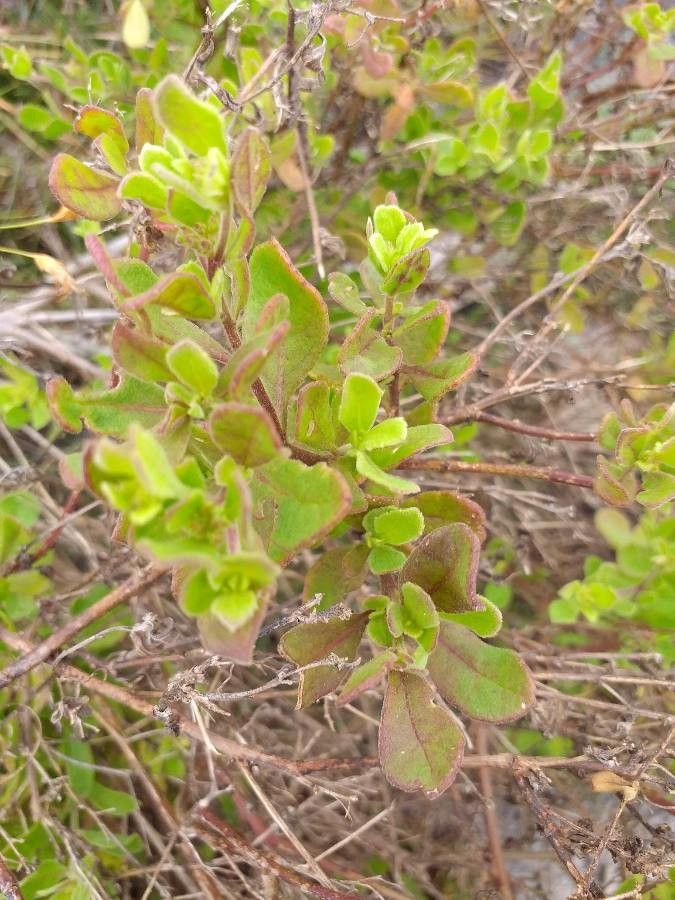 Dyschoriste radicans — houseplant care guide