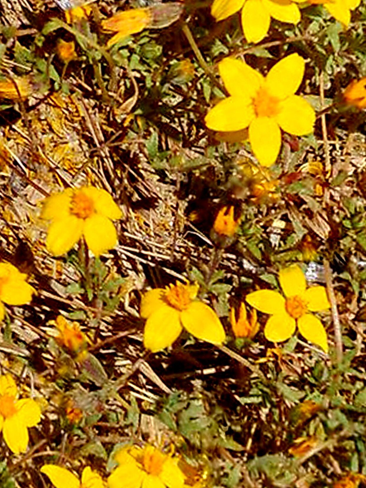 Pectis multiseta — houseplant care guide