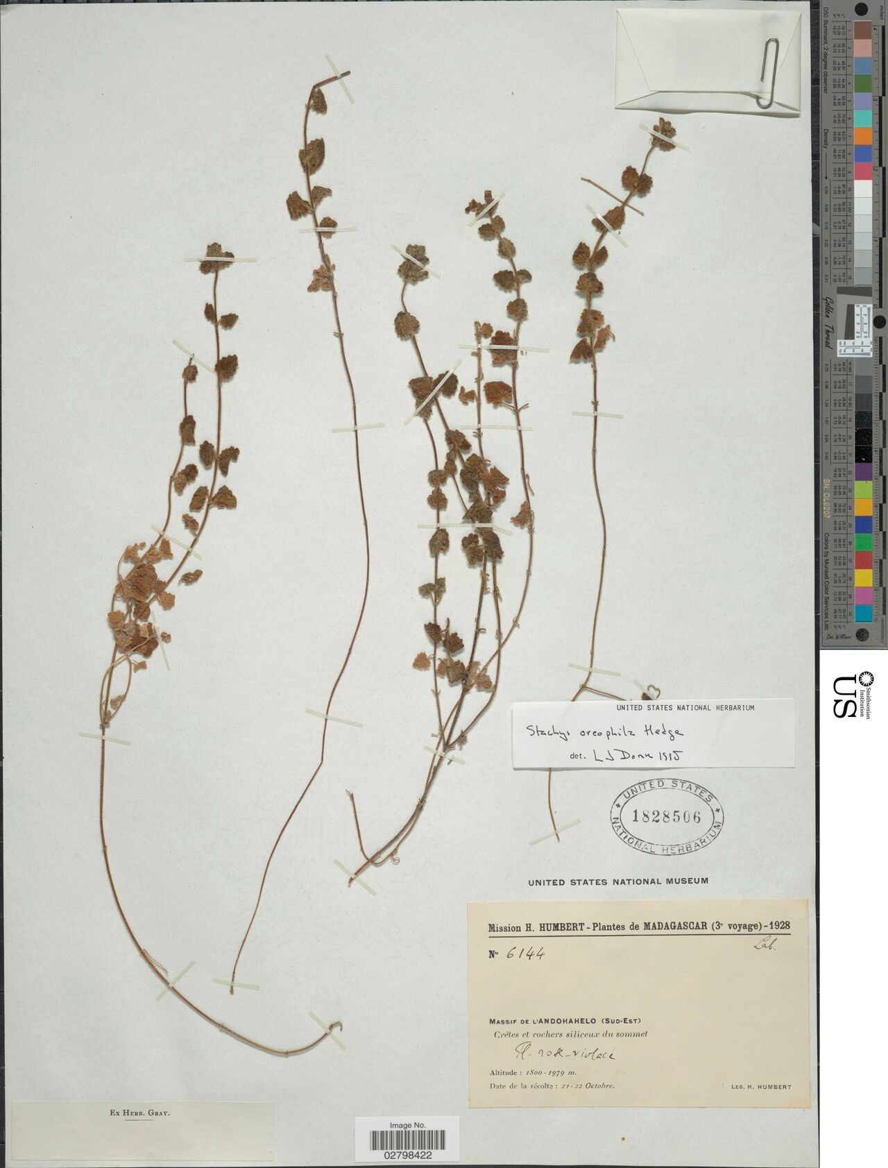 Stachys oreophila — houseplant care guide