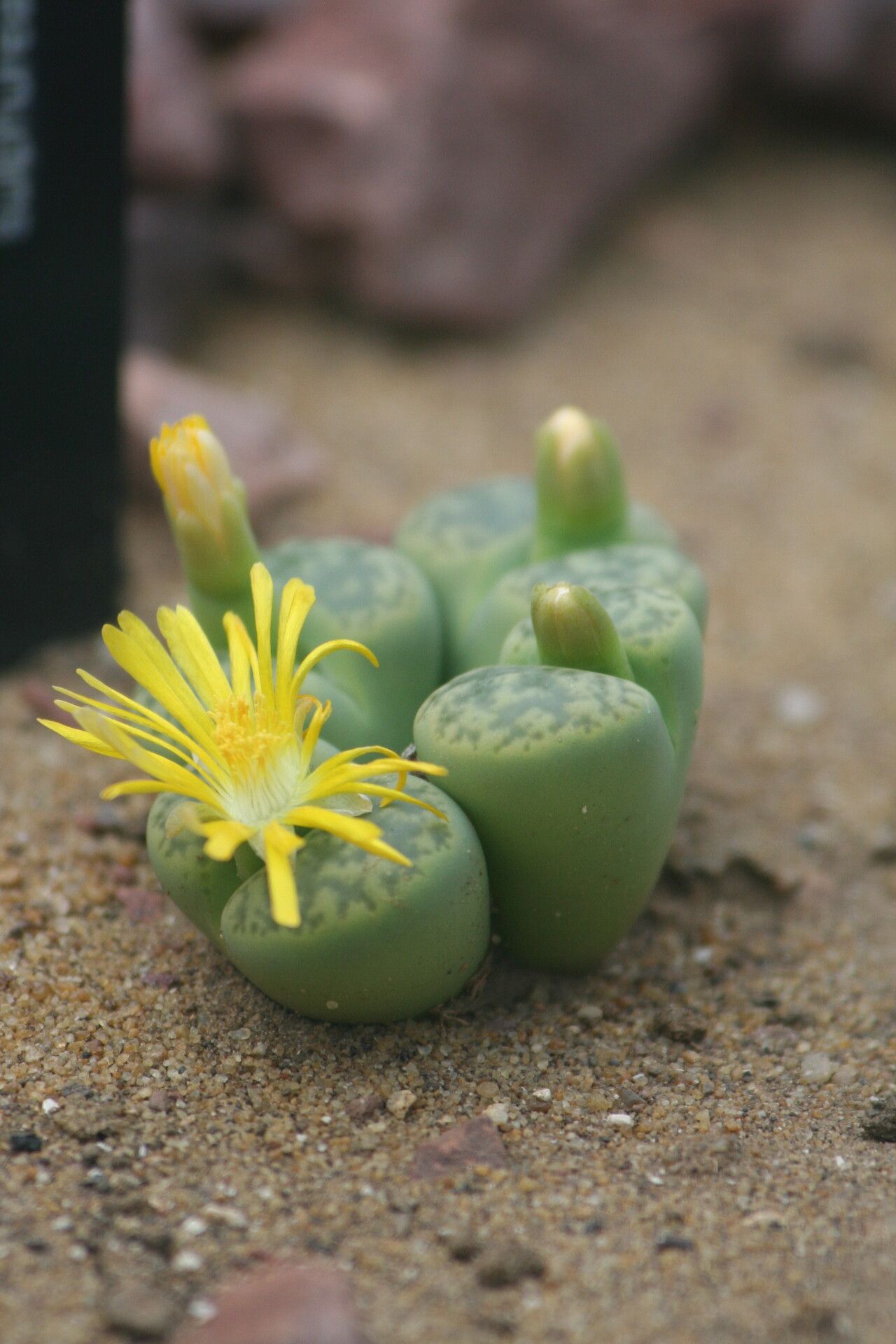 Lithops bromfieldii flower