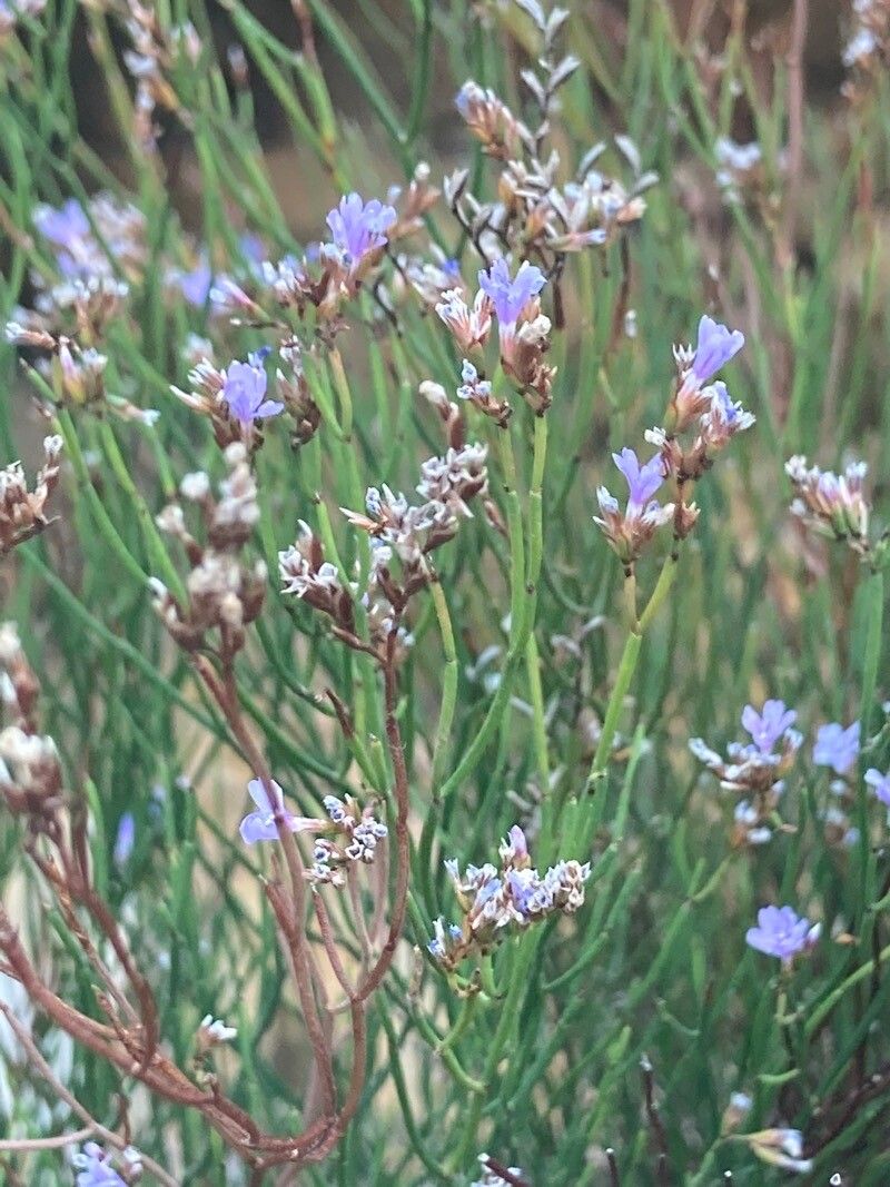 Limonium flagellare flower