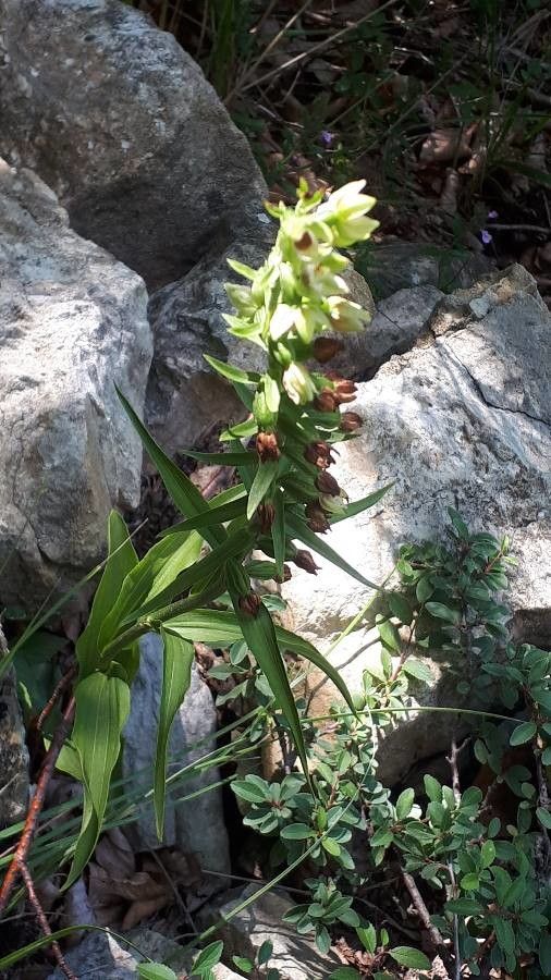 Epipactis muelleri flower