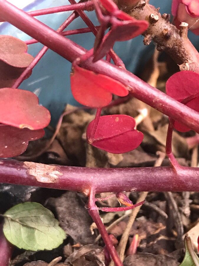 Oxalis spiralis bark