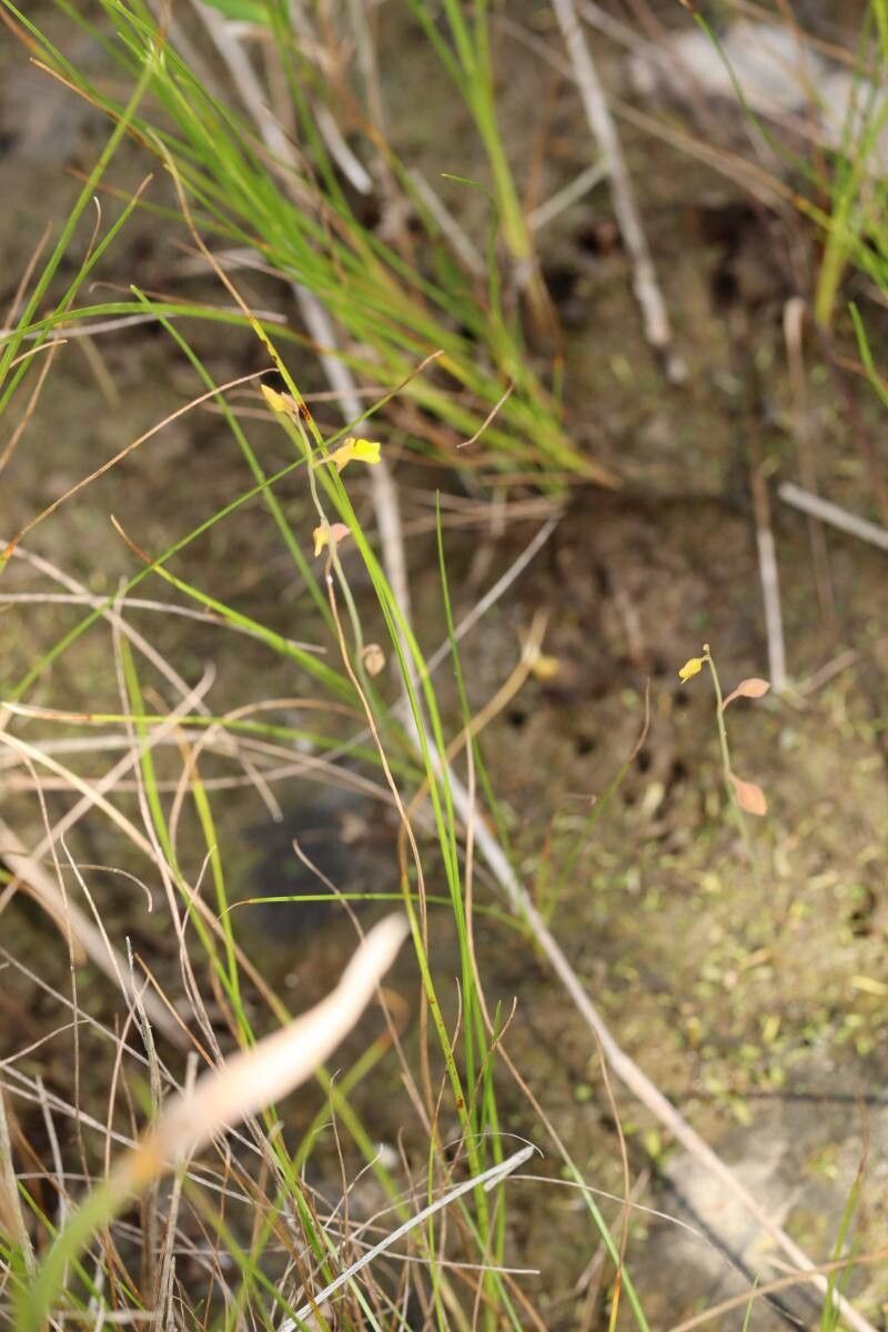 Utricularia bifida flower