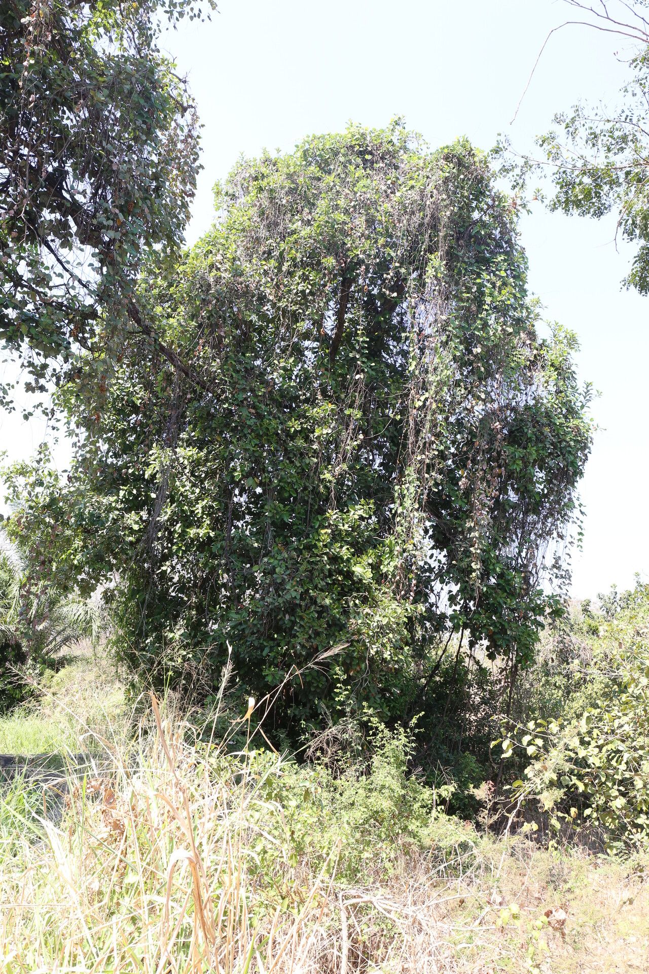 Sterculia subviolacea habit