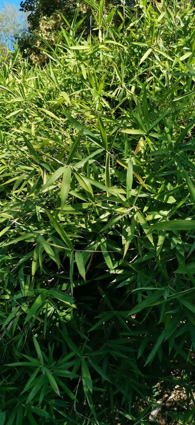 Arundinaria argenteostriata habit