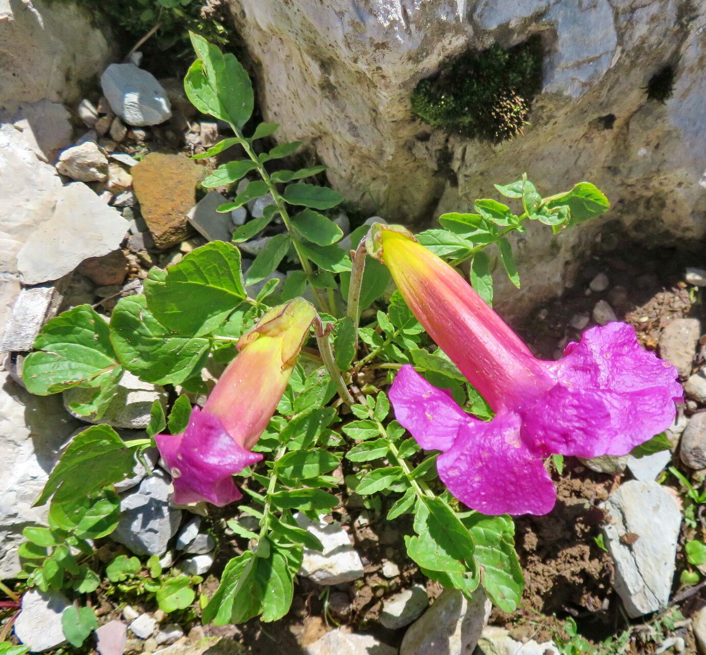 Incarvillea zhongdianensis — search result for 'Incarvillea'