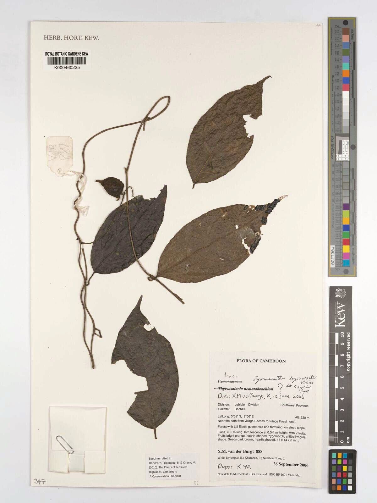Pyrenacantha longirostrata — houseplant care guide