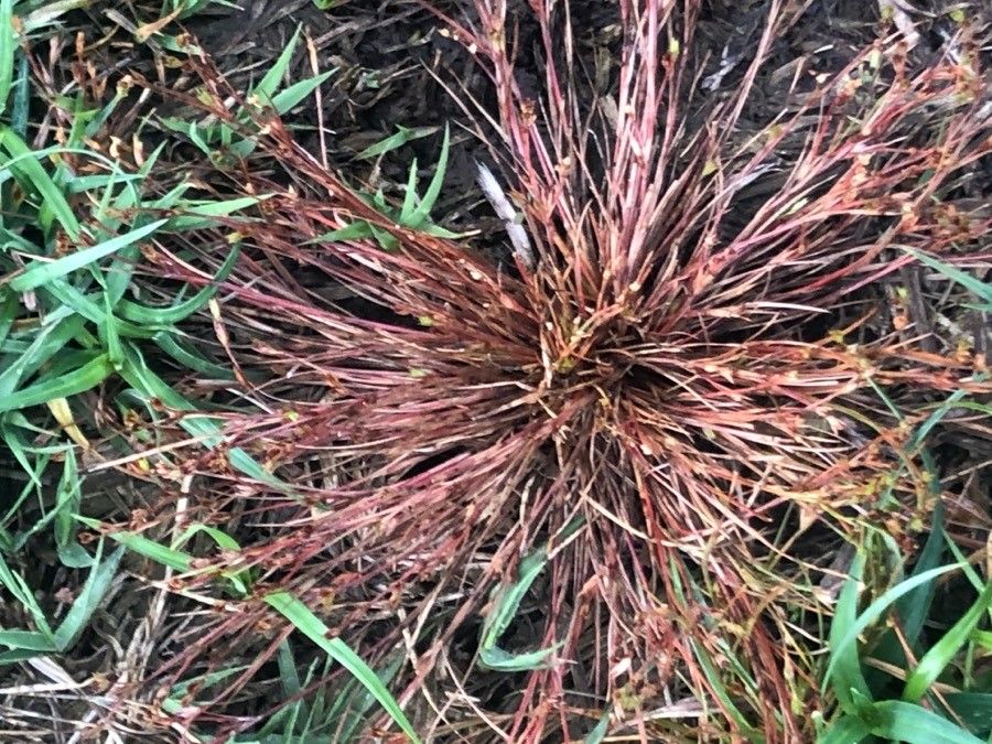 Juncus bufonius — search result for 'Juncus'