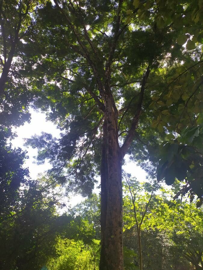 Anacardium caracolii — related species from the same genus