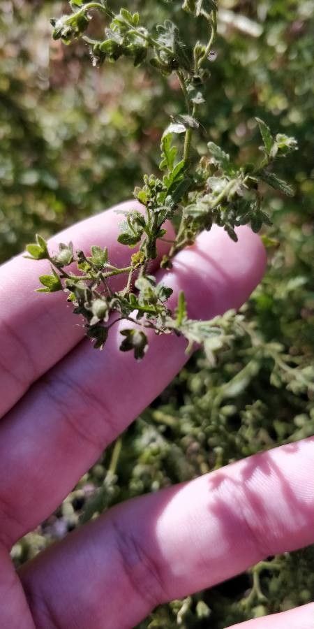 Eucrypta chrysanthemifolia — search result for 'Southwestern United States'