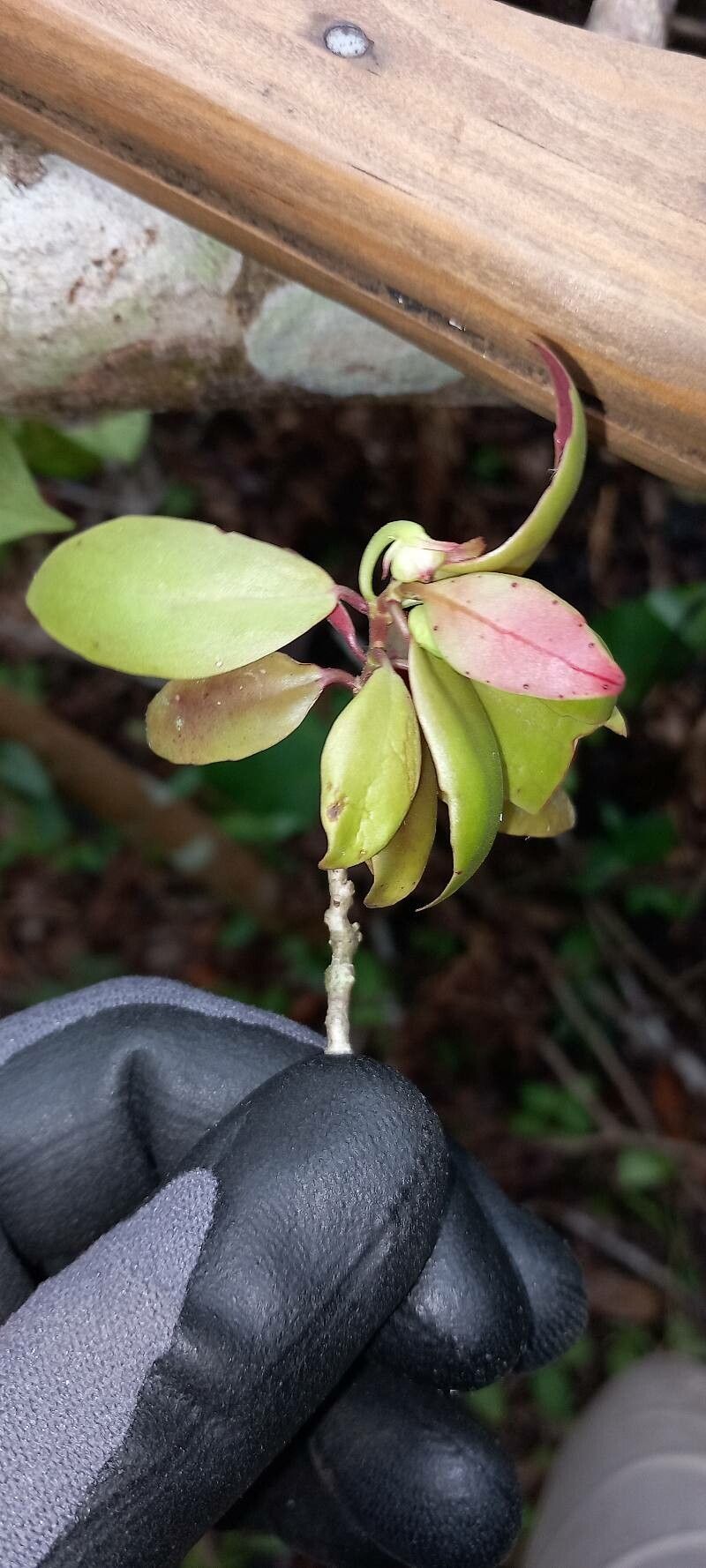 Codonanthopsis calcarata leaf