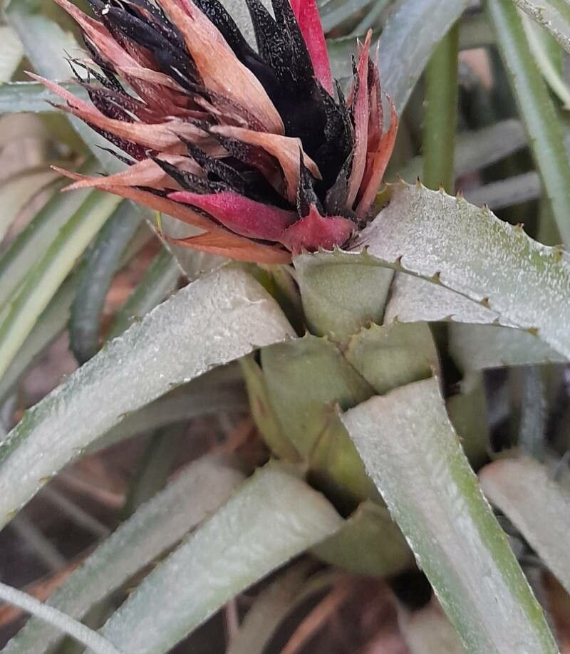 Aechmea recurvata leaf