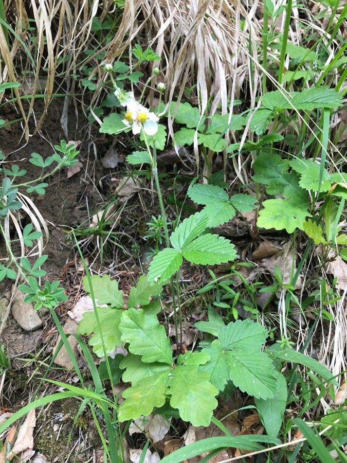 Fragaria moschata habit