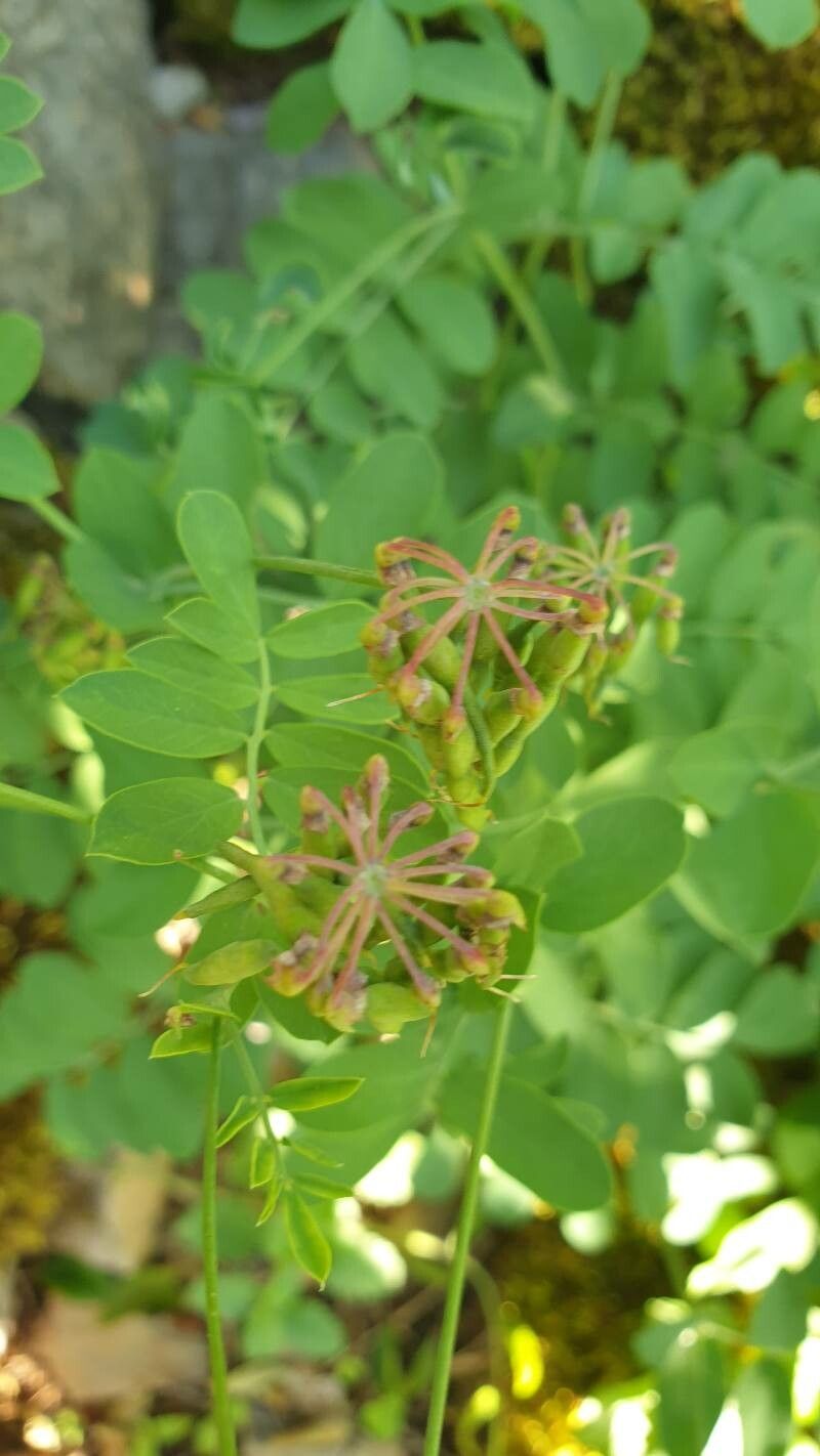 Coronilla coronata fruit