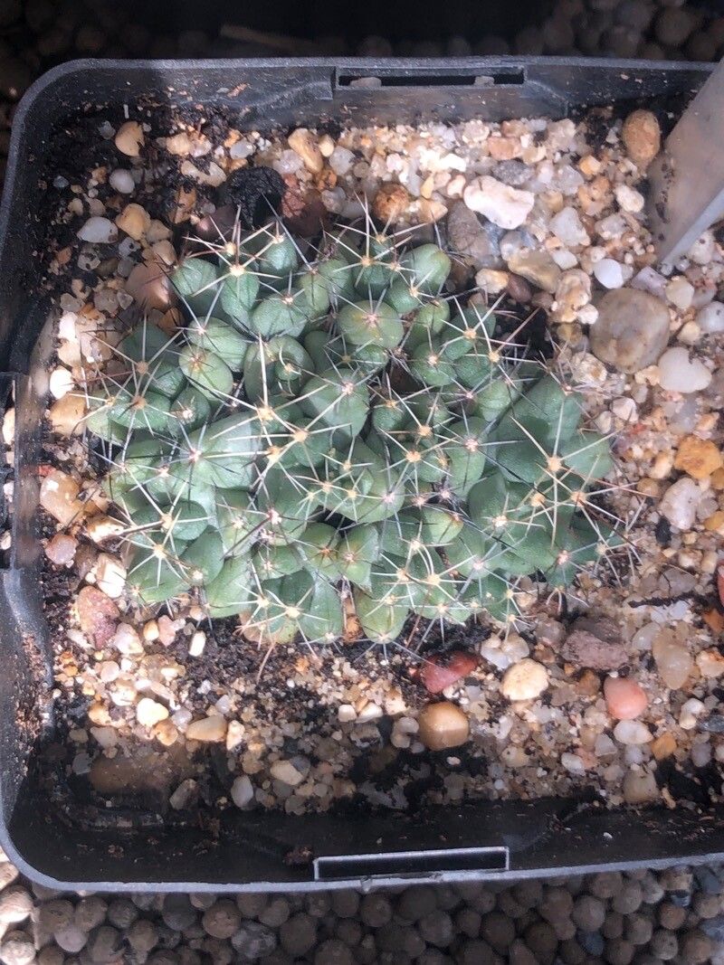 Coryphantha macromeris — search result for 'Coryphantha'
