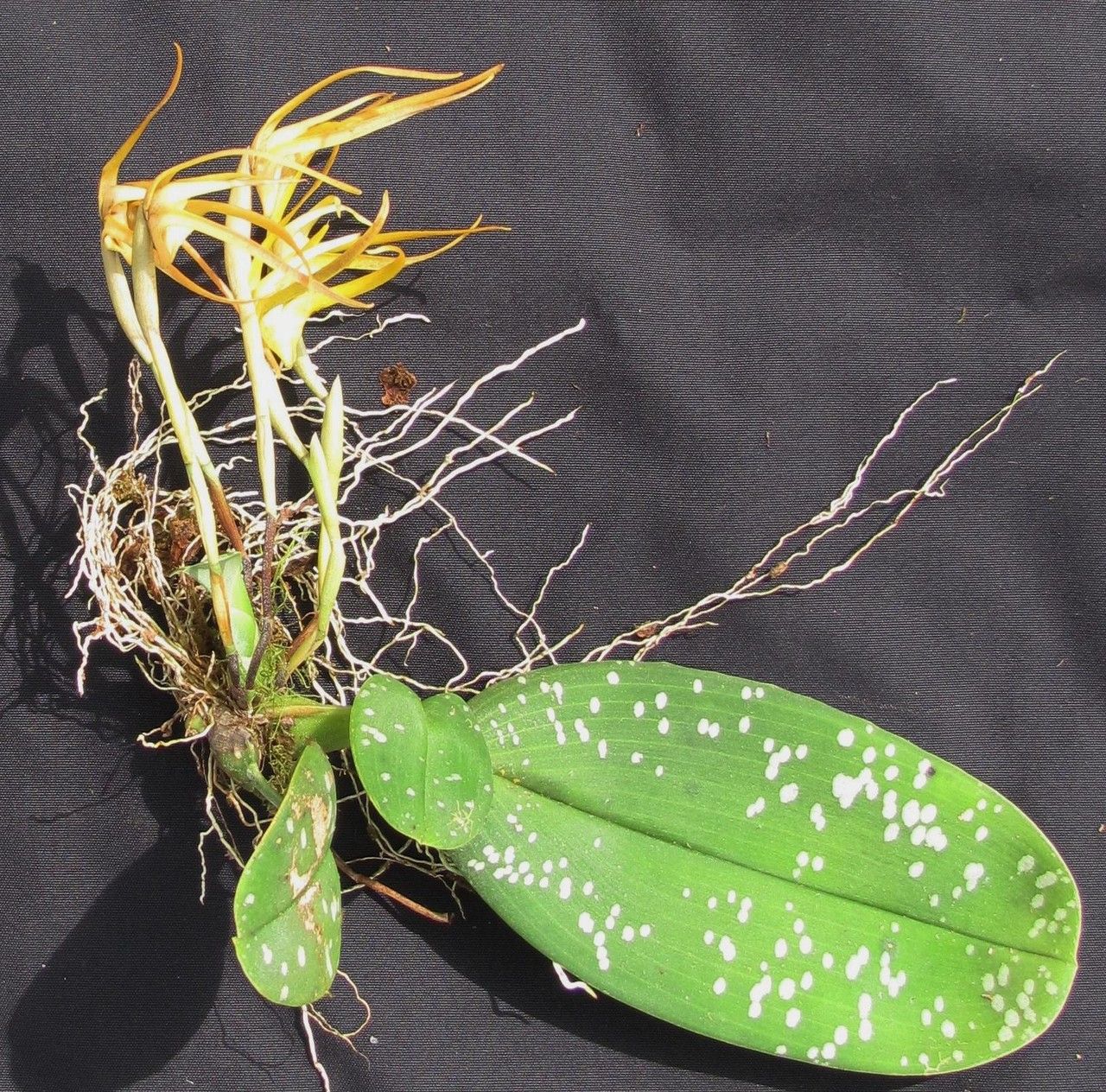 Maxillaria reichenheimiana other