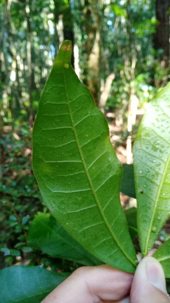 Acronychia pubescens leaf