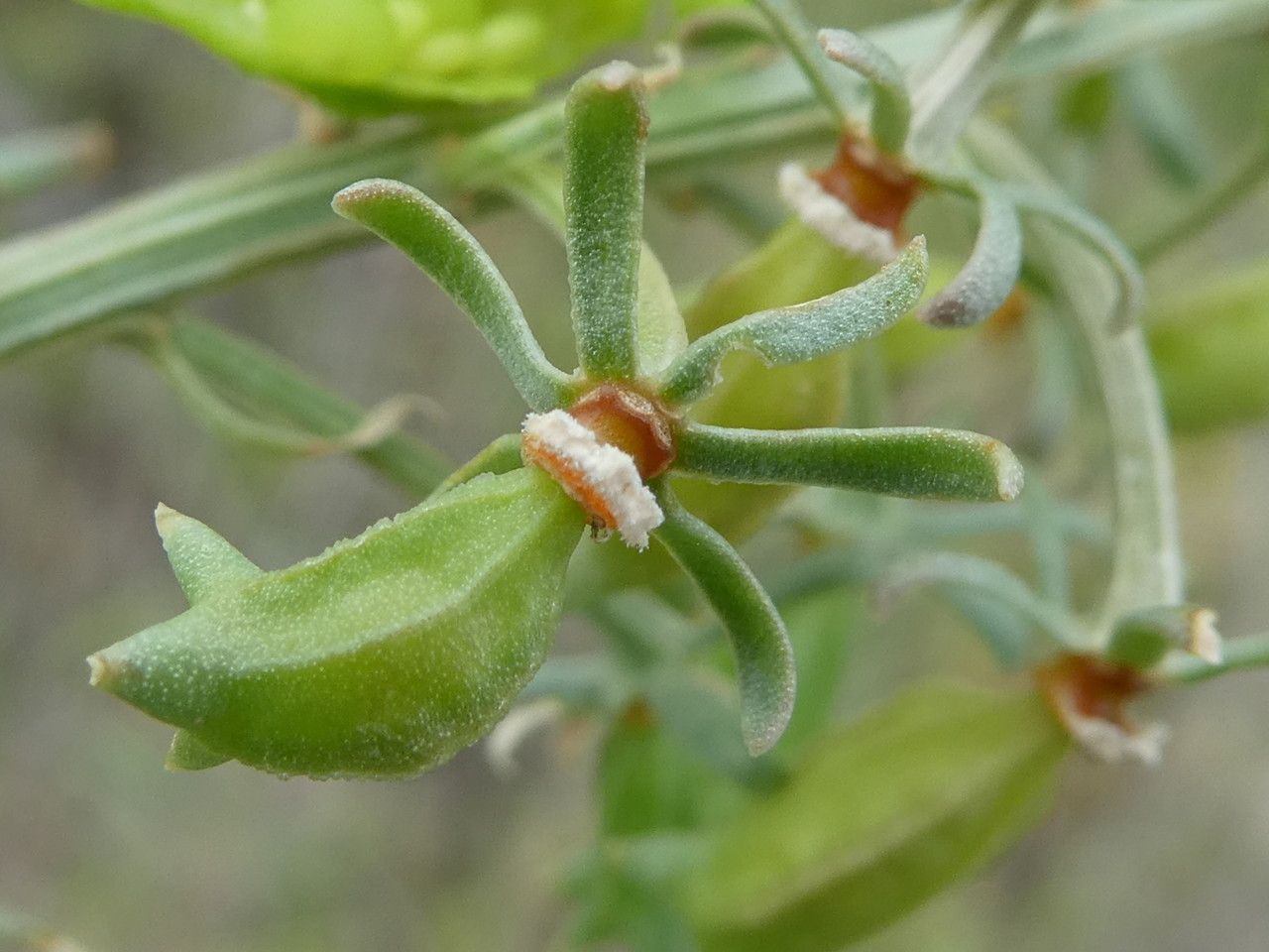 Reseda jacquini fruit