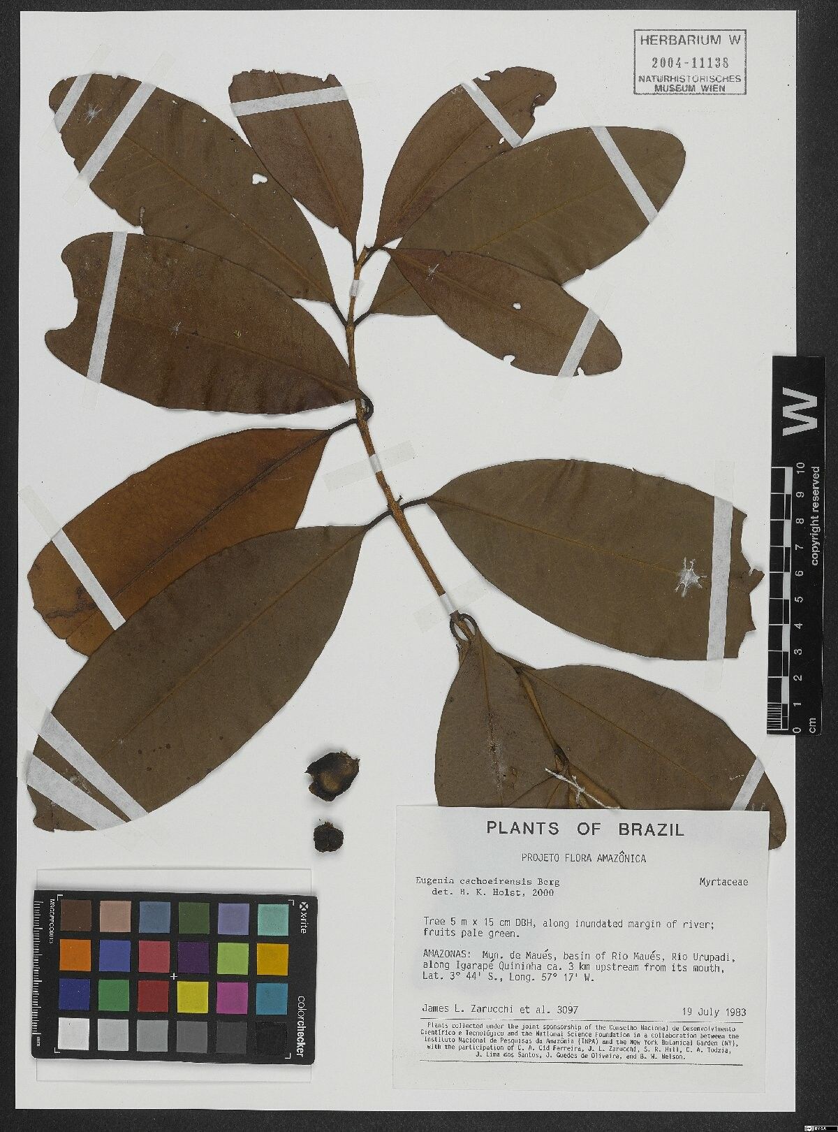 Eugenia cachoeirensis fruit