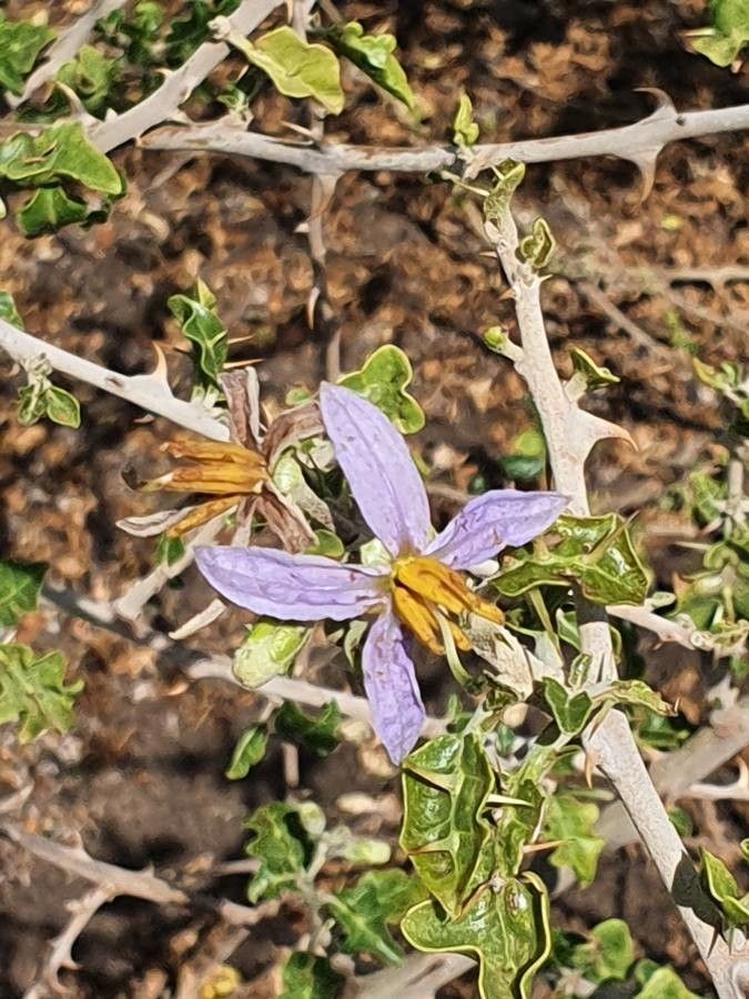 Solanum arundo flower