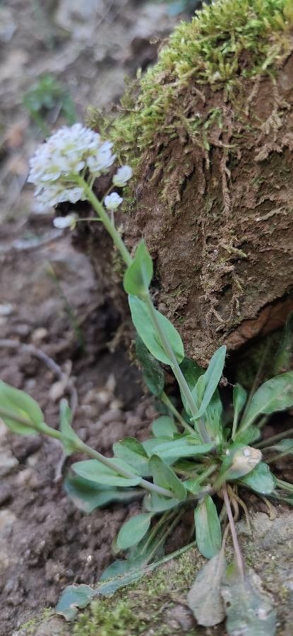 Noccaea caerulescens — related species from the same genus