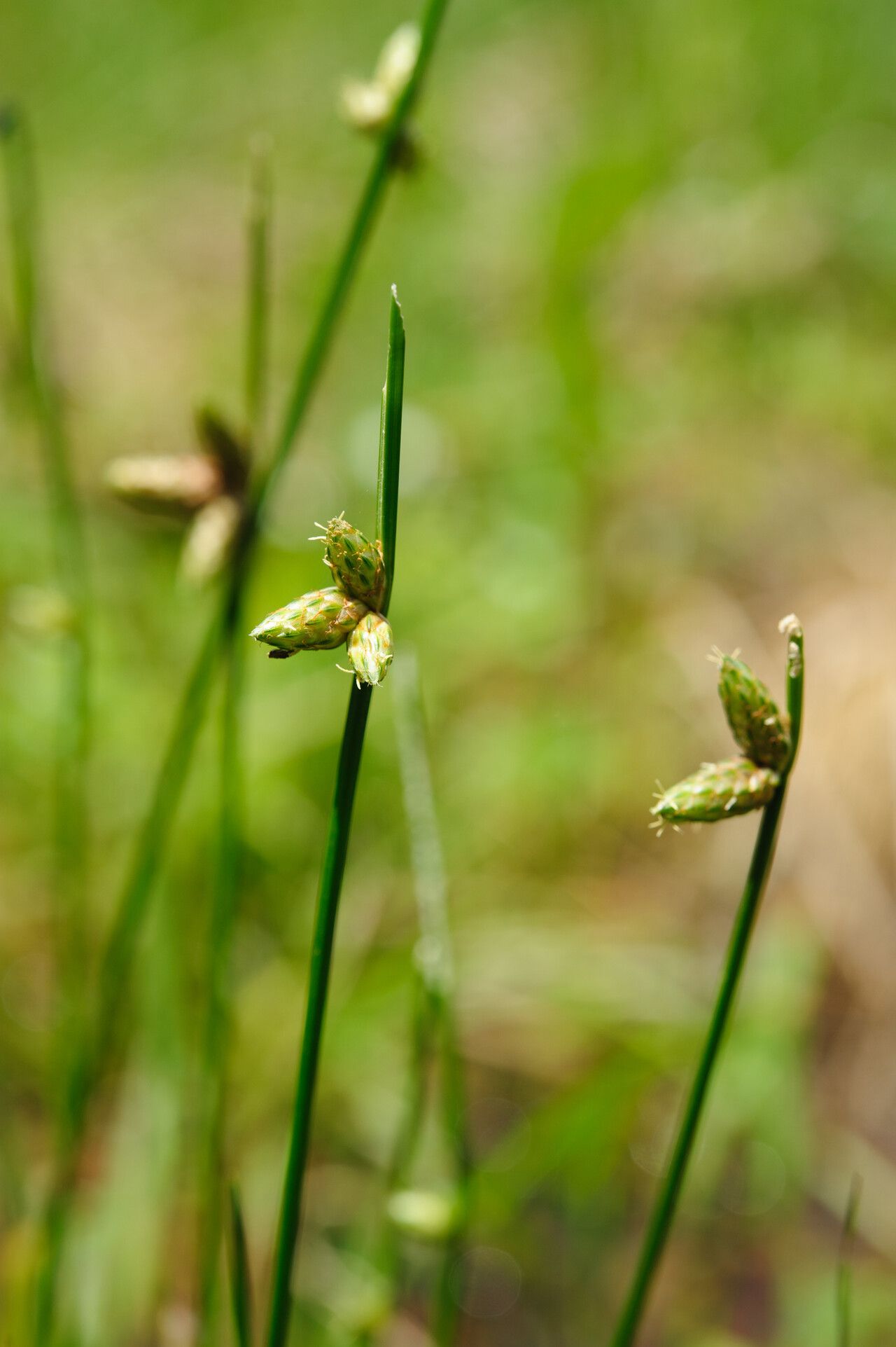 Schoenoplectiella juncoides — houseplant care guide