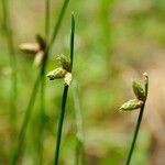 Schoenoplectiella juncoides