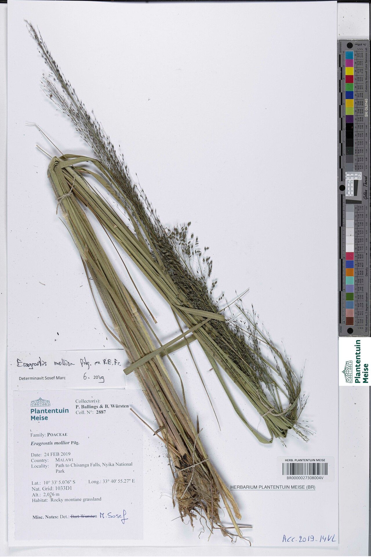 Eragrostis mollior — search result for 'Eragrostis'