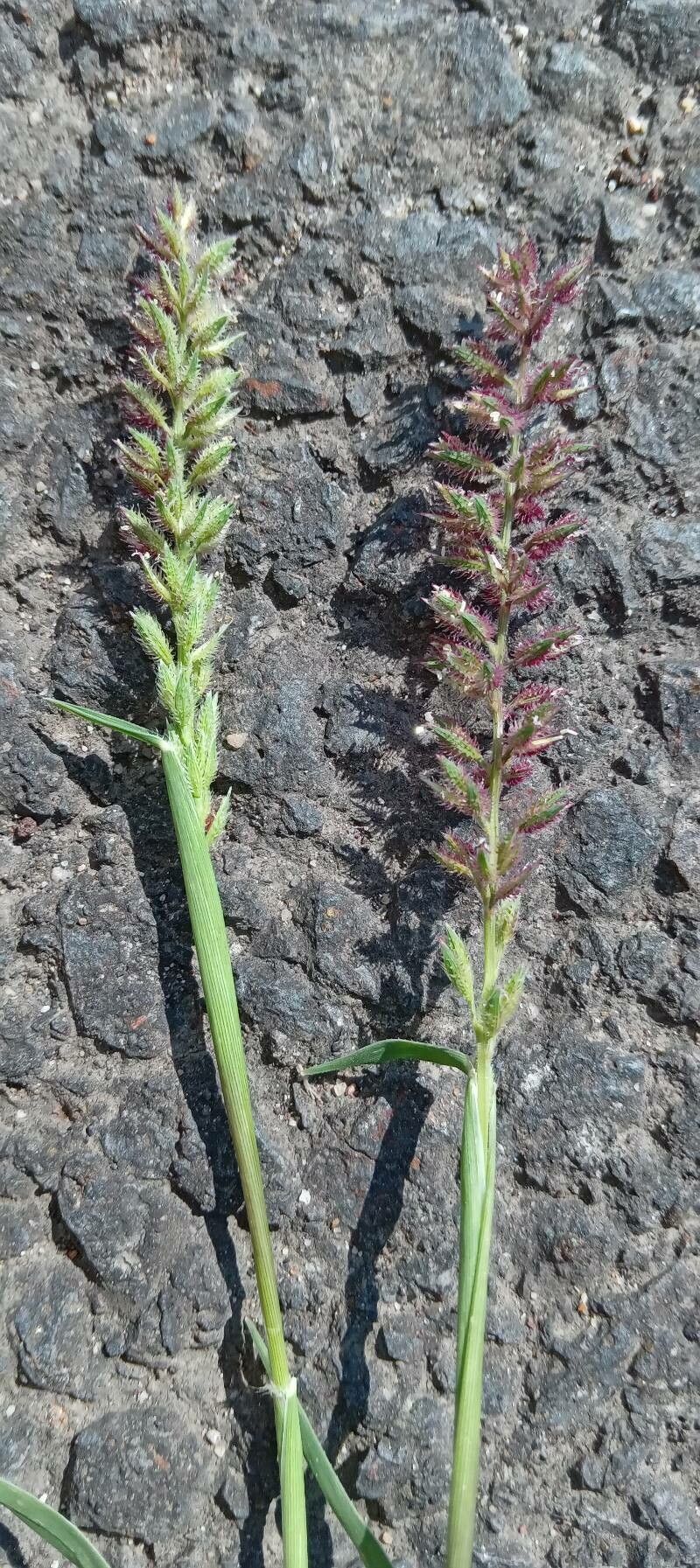 Tragus racemosus flower