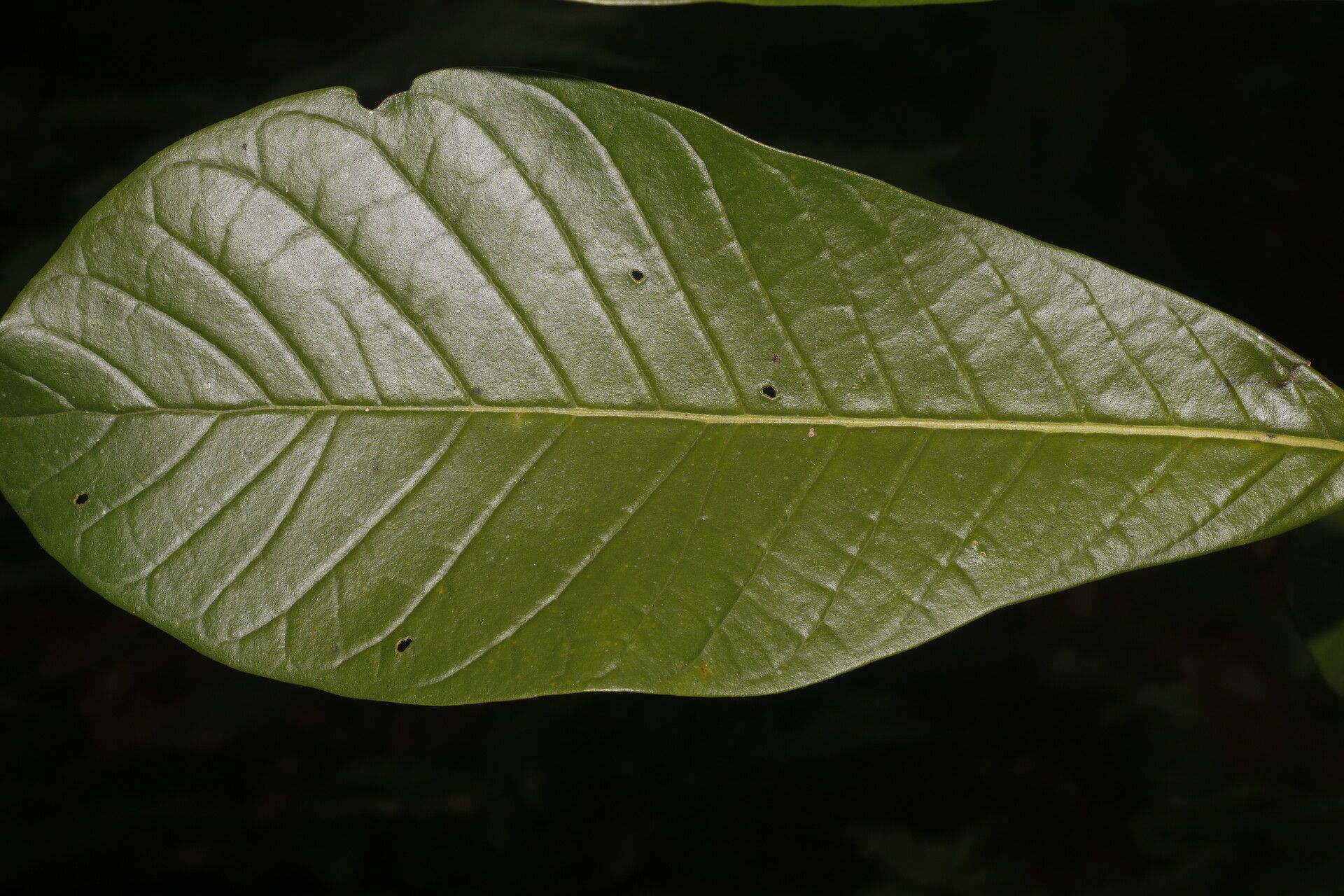 Aegiphila anomala leaf
