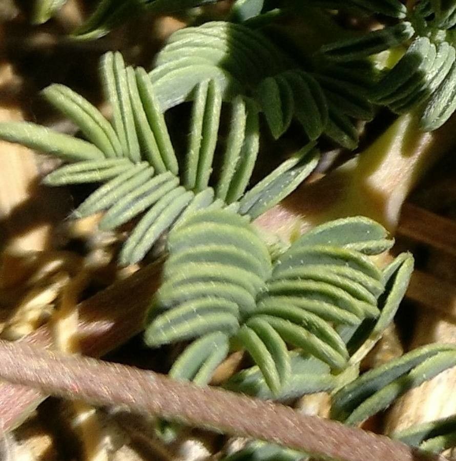 Hippocrepis prostrata — search result for 'Hippocrepis'