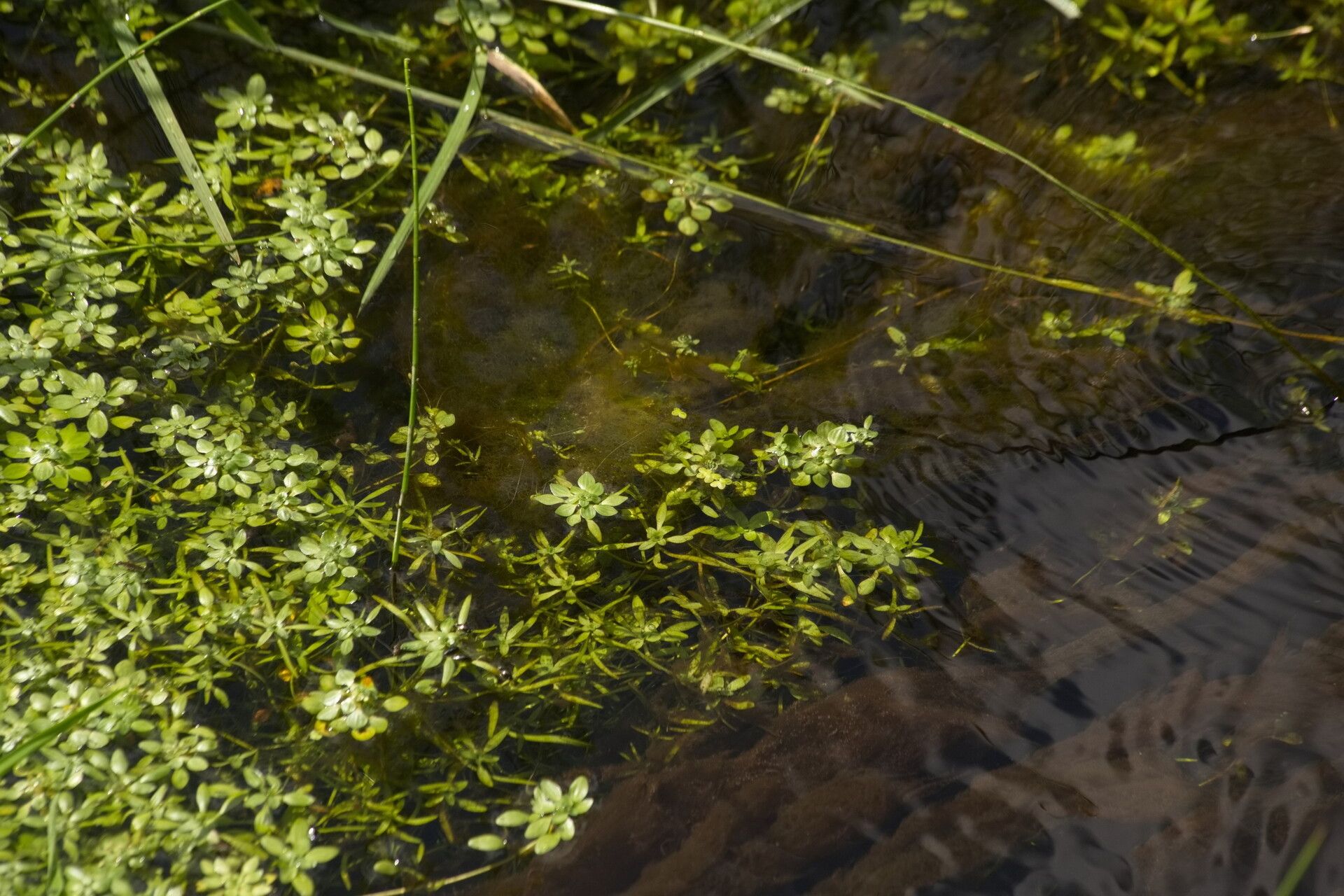 Callitriche platycarpa — houseplant care guide