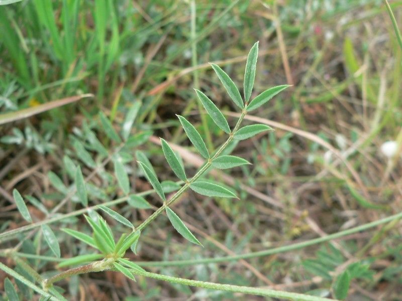 Onobrychis aequidentata leaf