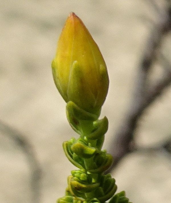 Hypericum goyanesii flower