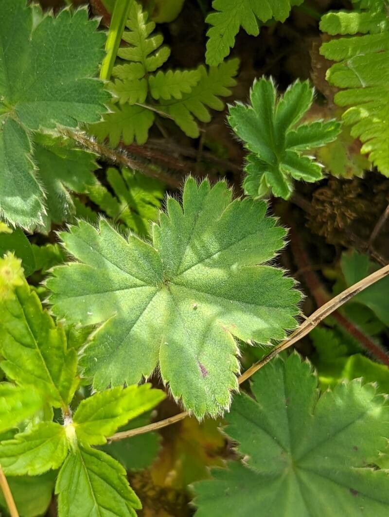 Alchemilla caucasica — search result for 'Alchemilla'