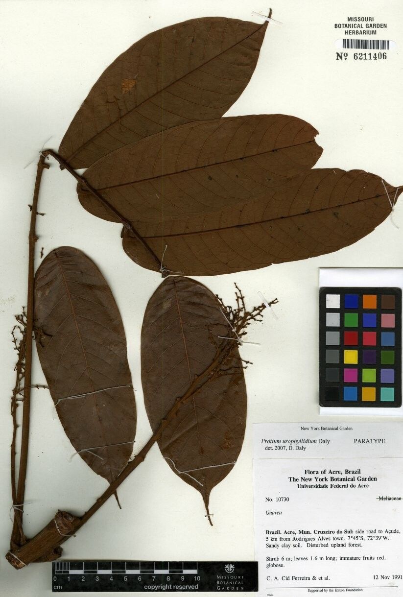 Protium urophyllidium — houseplant care guide