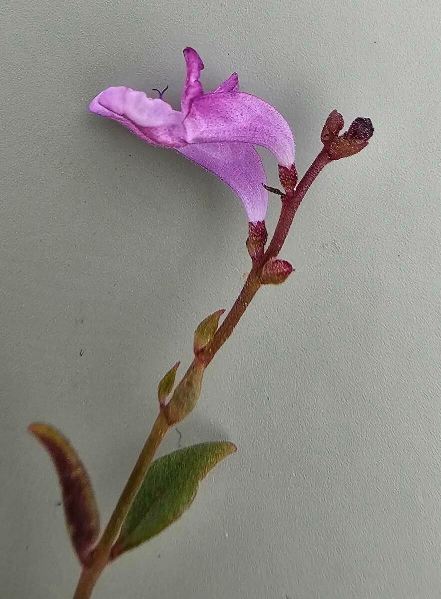 Aeollanthus saxatilis flower
