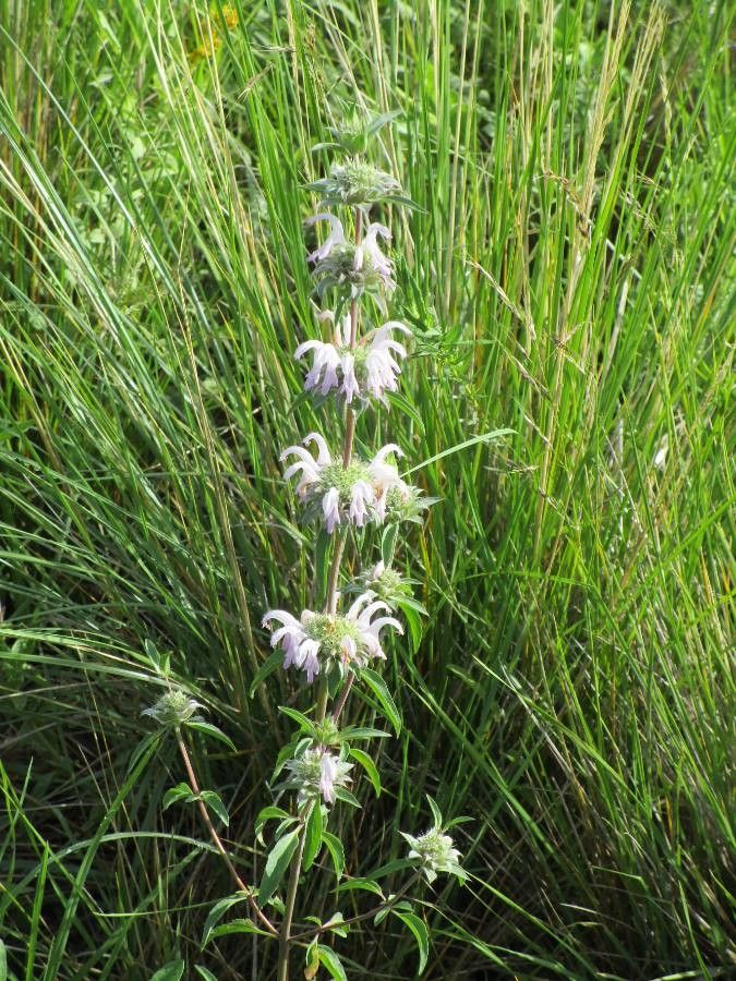 Monarda pectinata — houseplant care guide