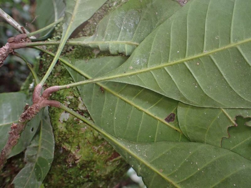 Synsepalum longicuneatum — houseplant care guide