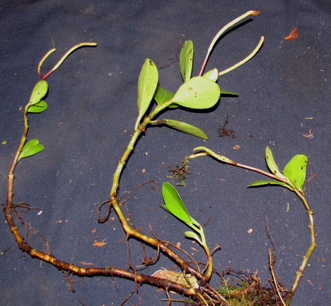 Peperomia alpina other