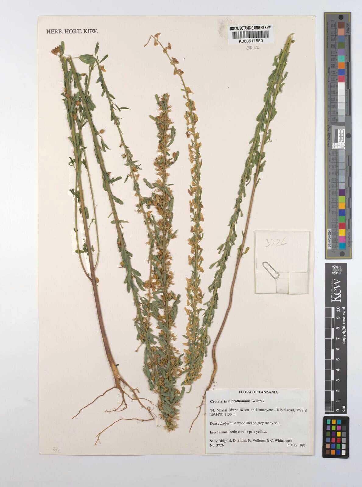 Crotalaria microthamnus — houseplant care guide