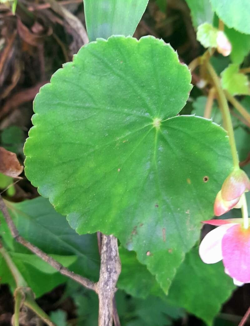 Begonia micranthera leaf