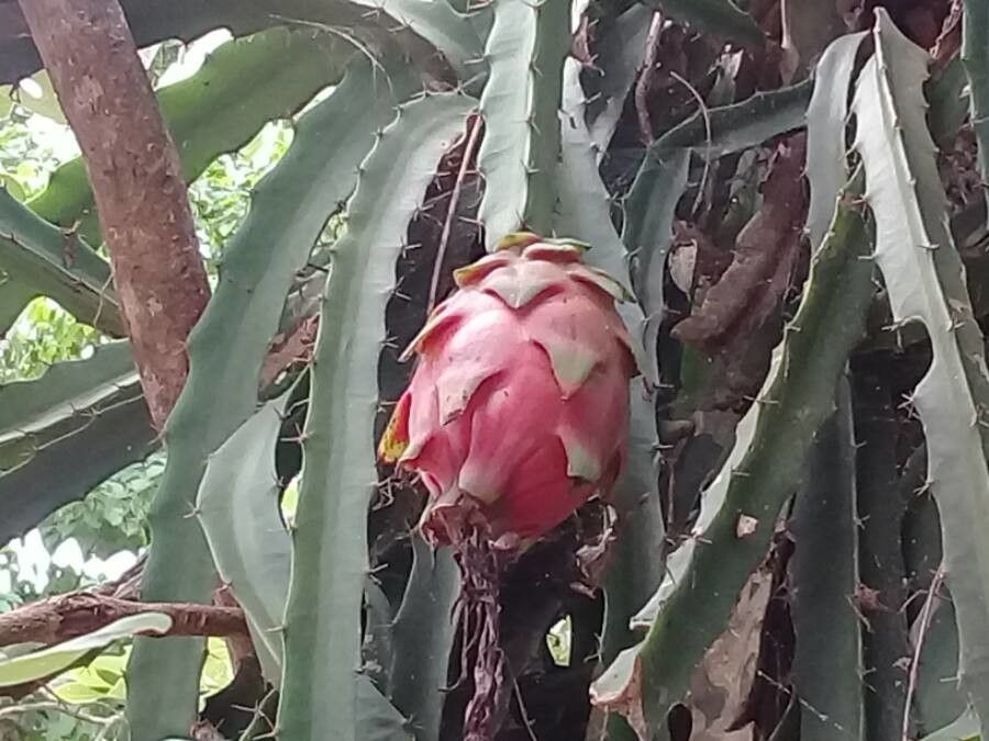 Hylocereus trigonus fruit