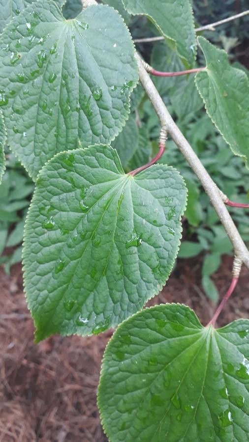 Tetracentron sinense — houseplant care guide