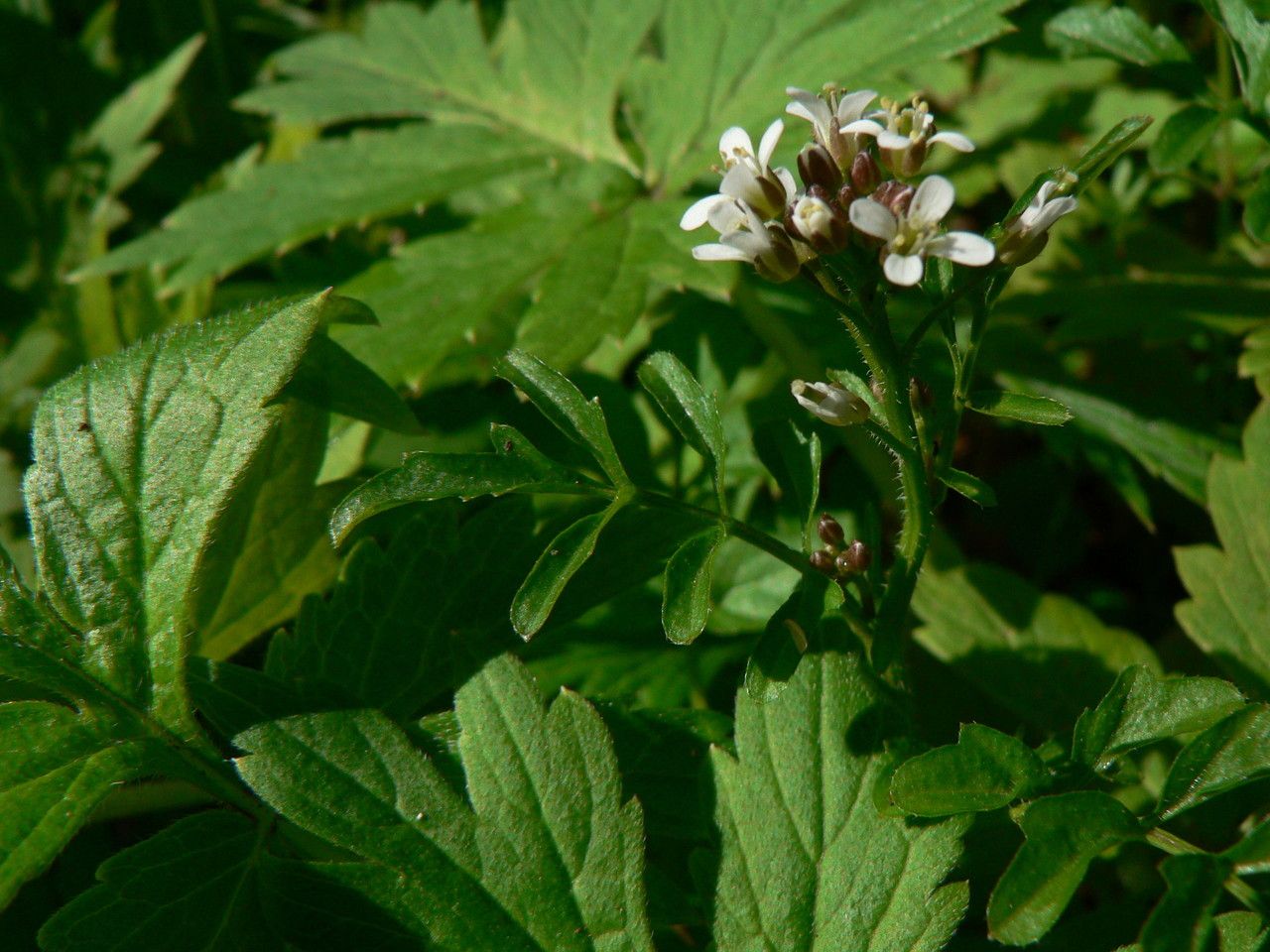 Cardamine oligosperma habit