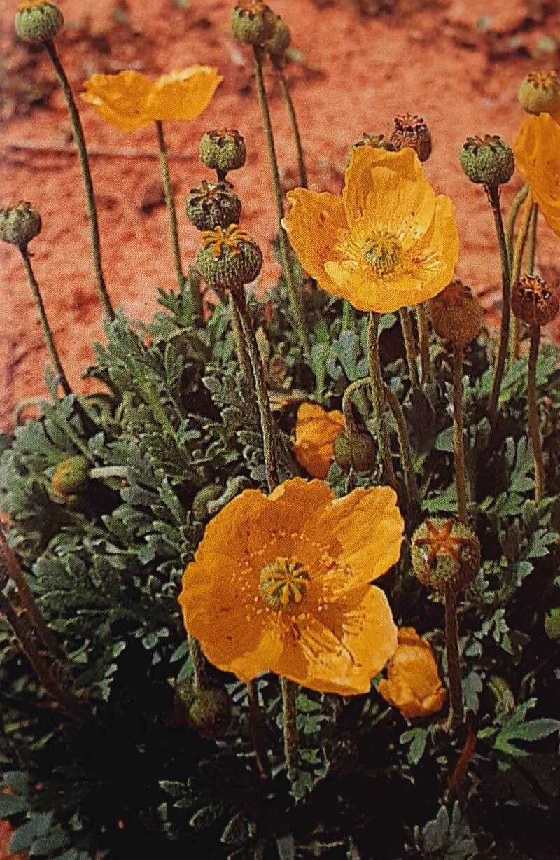 Papaver kluanense — search result for 'Papaver'