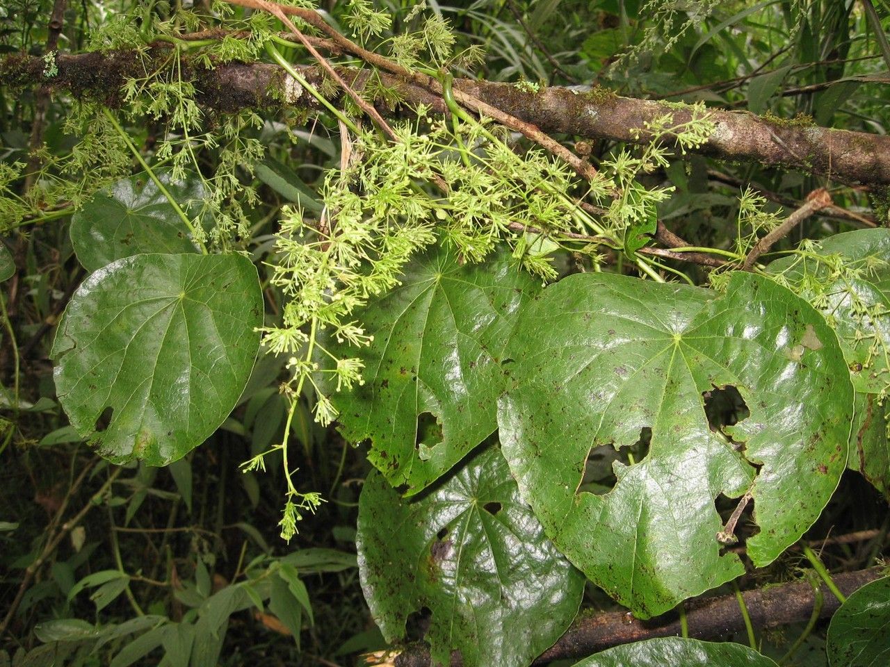 Cissampelos grandifolia habit